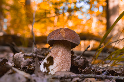 Beautiful, Strong and intact by insects, Cep Mushroom in a forest scene among fallen leaves in the sun. Forest Mushroom with a Brown Cap. Boletus edulis also known as Penny Bun, Porcino or Porcini