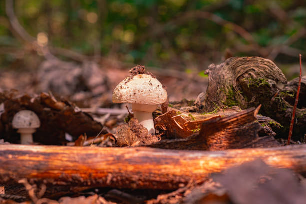 istock A young fly agaric grows in the leu among fallen leaves and branches 1629918500