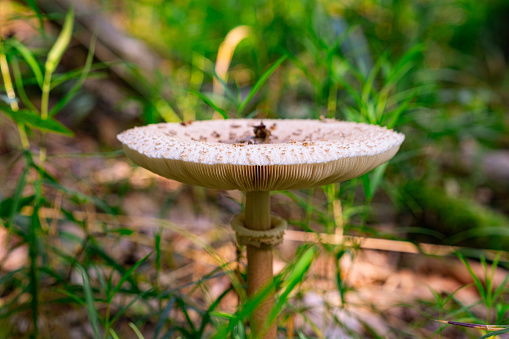 Montseny mushrooms