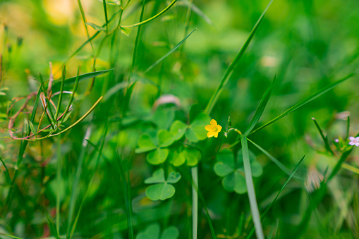 Green grass in the forest on a sunny day. Oxalis acetosella and yellow and white flowers of Linaria vulgaris. Close-up photo of Common Wood Sorrel. Nature of Germany, Forests of Thuringia.