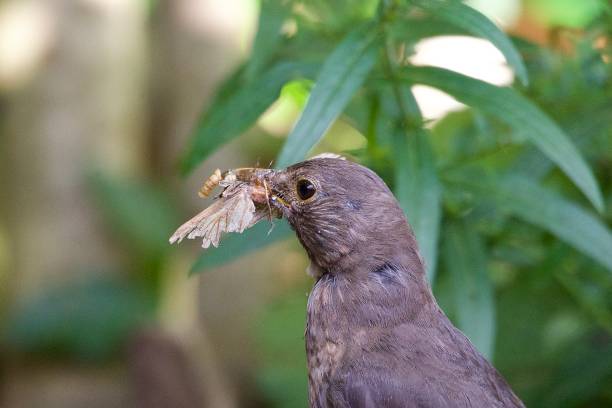 istock Blackbird with a beak full of insects 1629928723