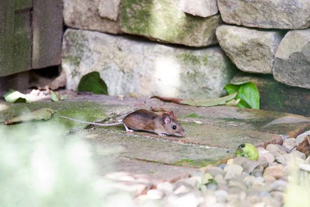 istock Cute brown garden wood mouse rodent 1629929795