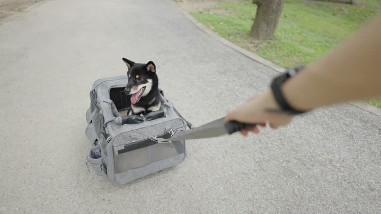 POV of woman draging black Shiba Inu dog walking with owner in the bark with box carrier stroller