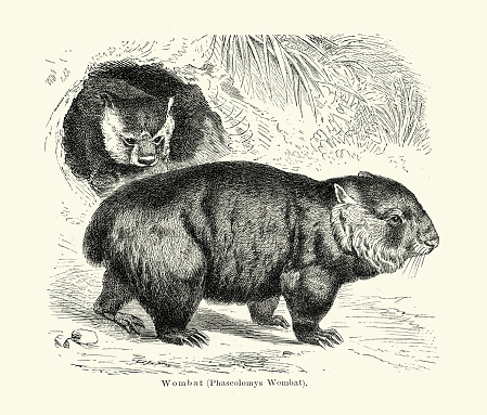 Vintage illustration of a Wombat short-legged, muscular quadrupedal marsupials of the family Vombatidae that are native to Australia 19th Century