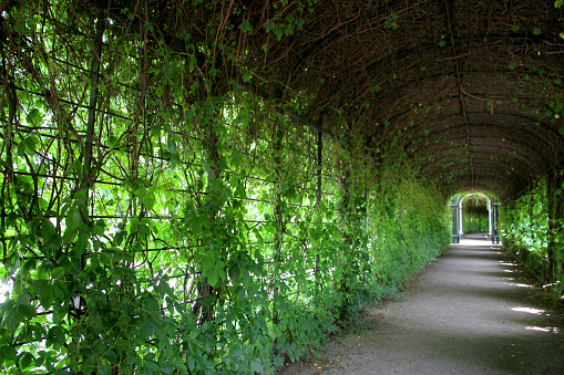 An arched pathway in a Vienna garden.