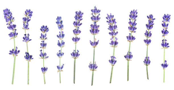 istock Group of lavender flowers isolated on a white background, top view. 1629959964