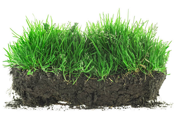 istock Green meadow grass with roots in black soil isolated on a white background 1629960347