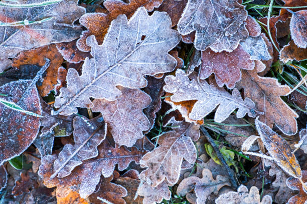 Frosty leaves with shiny ice frost in snowy forest park. Fallen leaves covered hoarfrost and in snow. Tranquil peacful winter nature. Extreme north low temperature, cool winter weather outdoor. Frosty leaves with shiny ice frost in snowy forest park. Fallen leaves covered hoarfrost and in snow. Tranquil peacful winter nature. Extreme north low temperature, cool winter weather outdoor peacful stock pictures, royalty-free photos & images