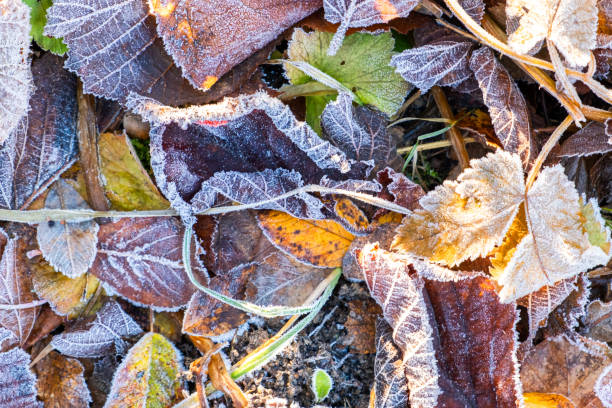 Frosty leaves with shiny ice frost in snowy forest park. Fallen leaves covered hoarfrost and in snow. Tranquil peacful winter nature. Extreme north low temperature, cool winter weather outdoor. Frosty leaves with shiny ice frost in snowy forest park. Fallen leaves covered hoarfrost and in snow. Tranquil peacful winter nature. Extreme north low temperature, cool winter weather outdoor peacful stock pictures, royalty-free photos & images