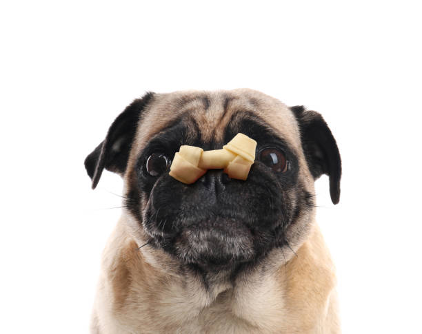 istock Cute pug dog with chew bone on nose against white background 1629976016