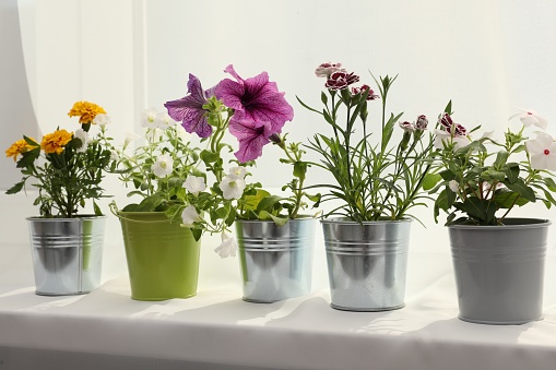 Different beautiful flowers in pots on windowsill