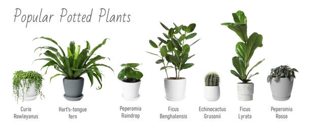 istock Set of many different popular potted plants with names on white background 1629976594