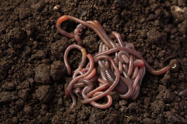 istock Many earthworms on wet soil, top view 1629977141