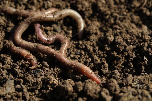 istock Worms on wet soil on sunny day, closeup 1629977700