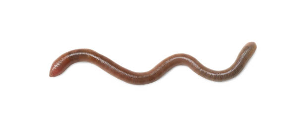 istock One earthworm isolated on white. Terrestrial invertebrates 1629978812
