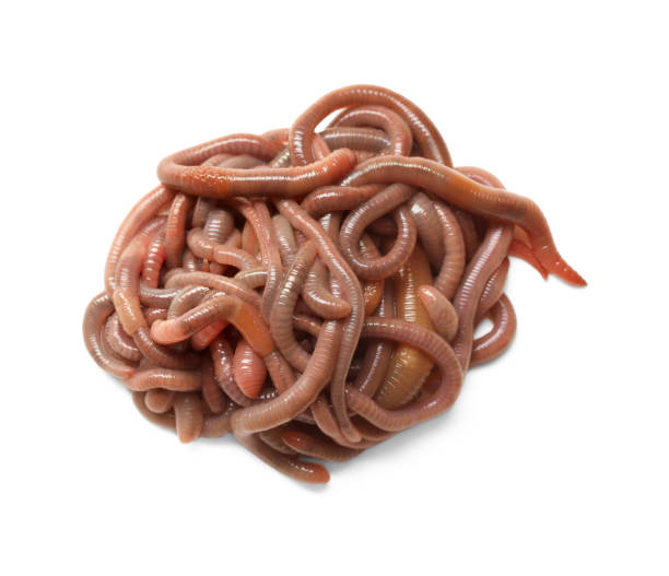 istock Many earthworms on white background, top view. Terrestrial invertebrates 1629979333
