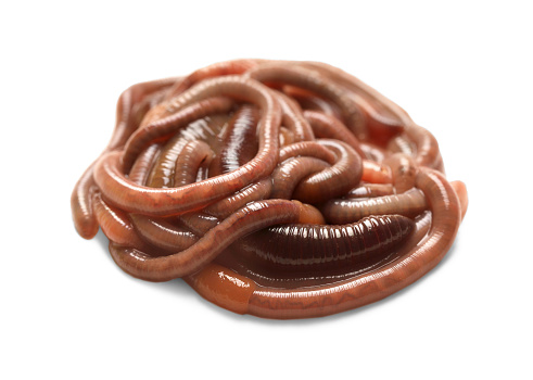 Many earthworms on white background. Terrestrial invertebrates