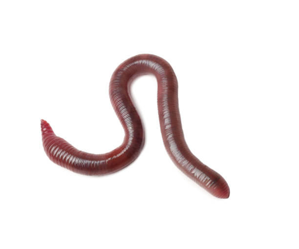 istock One earthworm isolated on white. Terrestrial invertebrates 1629979906