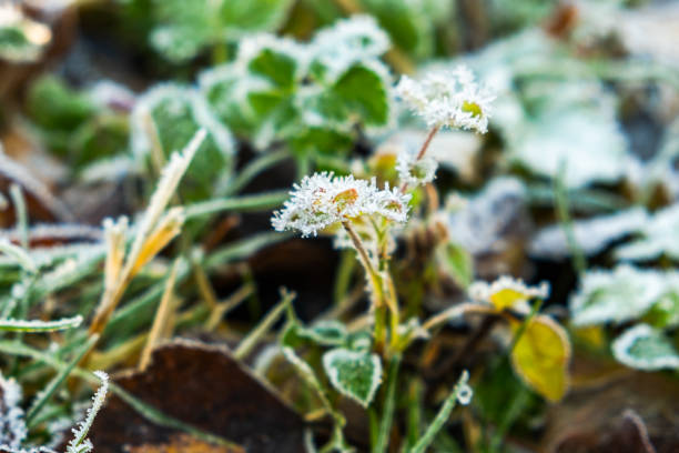 Frosty plants leaves with shiny ice frost in snowy forest park. Leaves covered hoarfrost and in snow. Tranquil peacful winter nature. Extreme north low temperature, cool winter weather outdoor. Frosty plants leaves with shiny ice frost in snowy forest park. Leaves covered hoarfrost and in snow. Tranquil peacful winter nature. Extreme north low temperature, cool winter weather outdoor peacful stock pictures, royalty-free photos & images