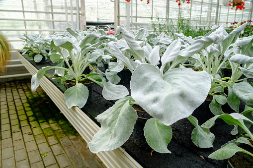 Green plants growing at the greenhouse with different flowers inside.
