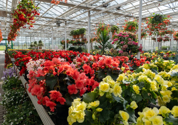 istock Green plants growing at the greenhouse with different flowers inside 1629996560