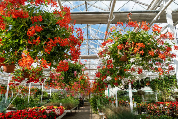 Green plants growing at the greenhouse with different flowers inside