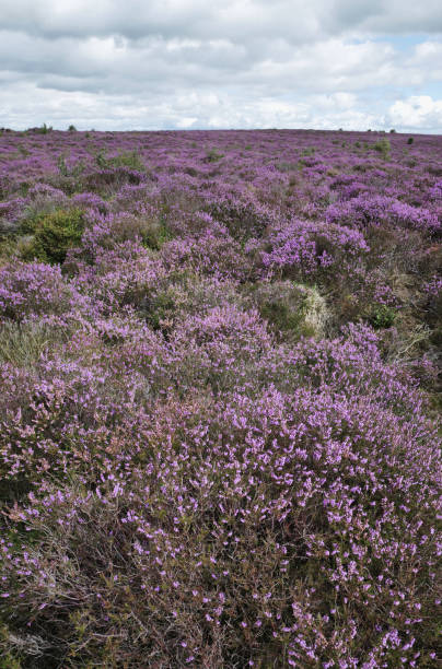 istock Purple heather in bloom on Yorkshire moorland 1629996566
