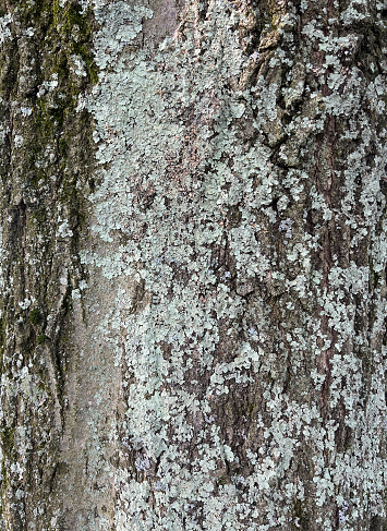 Lichen on tree