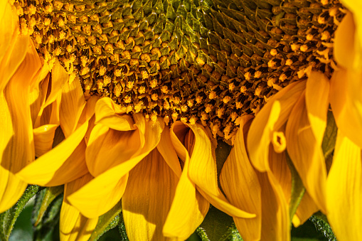 A close up of part of a sunflower, with a shallow depth of field