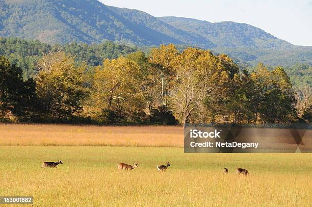 Deer At Cades Cove Smoky Mountain National Park Stock Photo - Download Image Now - Animal, Appalachian Mountains, North Carolina - US State