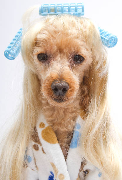 istock Salon Sexy Poodle 163002219