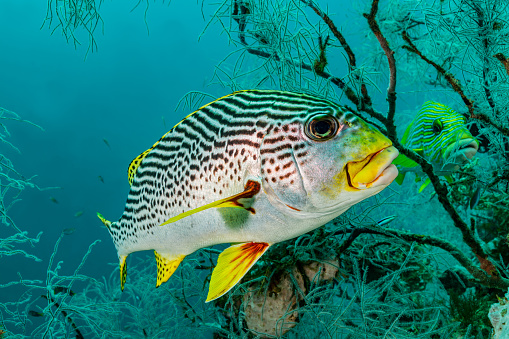 Diagonalbanded Sweetlips Plectorhinchus lineatus occurs in the tropical Western Pacific from Ryukyu Islands to Ogasawara Islands to the Great Barrier Reef and New Caledonia in a depth range from 1-35m, max. length 72cm but rarely more than 60cm. The species lives solitary or in groups, looking for benthic mollusks and crustaceans and some little fish mainly during night, whilst at day it rests among the rocks and corals. \nThere is a Ribboned Sweetlips Plectorhinchus polytaenia in the background.\nTriton Bay, Kaimana Regency, West Papua Province, Indonesia, \n3°55'1.098 S 134°6'4.638 E at 16m depth