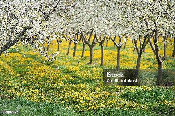 Bocciolo Di Frutteto Di Apple - Fotografie stock e altre immagini di Agricoltura - Agricoltura, Albero, Ambientazione esterna