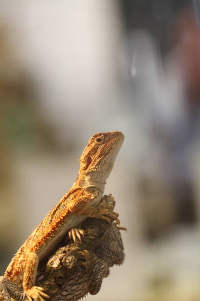 istock bearded dragon basking Pogona vitticeps 1630030283
