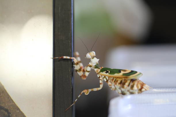 istock Ghana flower mantis climbing Chlinodoptera lestoni 1630042728