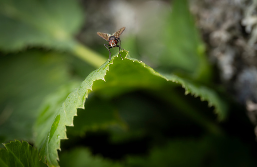 Fly sitting on a triangular green leaf forming a fairy tale cave entrance
