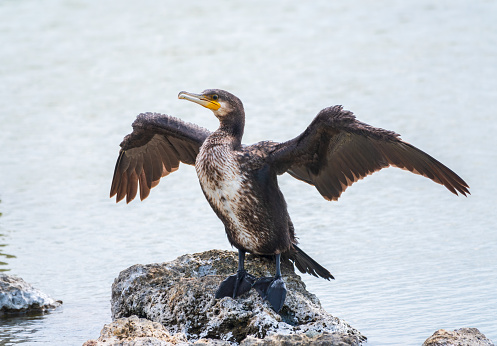 Great cormorant, Phalacrocorax carbo, sits on stone and dries its wings on the wind. The great cormorant, Phalacrocorax carbo, known as the great black cormorant, or the black shag.
