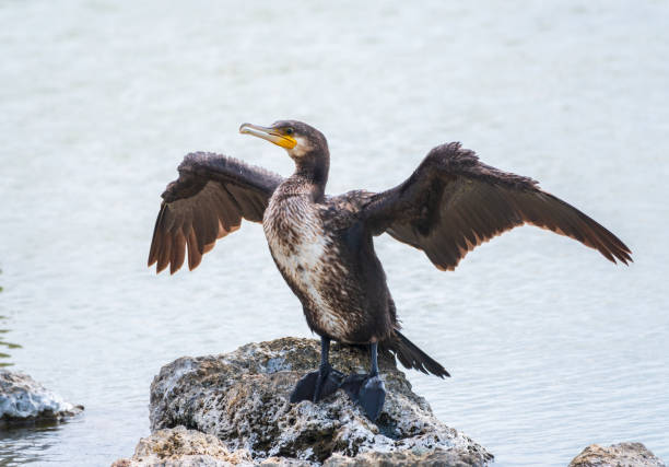 Great cormorant, Phalacrocorax carbo, sits on stone and dries its wings on the wind. Great cormorant, Phalacrocorax carbo, sits on stone and dries its wings on the wind. The great cormorant, Phalacrocorax carbo, known as the great black cormorant, or the black shag. cormorant stock pictures, royalty-free photos & images