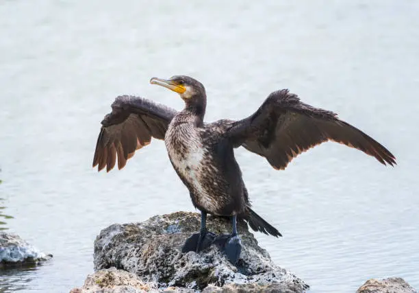 Photo of Great cormorant, Phalacrocorax carbo, sits on stone and dries its wings on the wind.