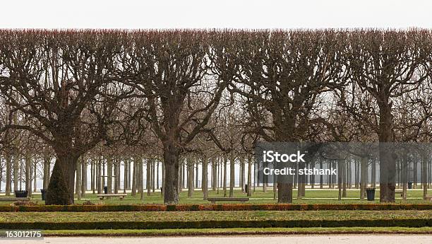 Pollarded Trees Saint Germain En Laye Stock Photo - Download Image Now - Saint-Germain En Laye, Formal Garden, France