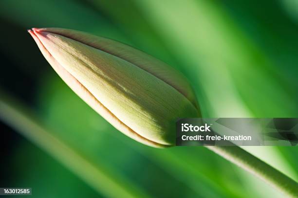 Tulpe Stockfoto und mehr Bilder von Blume - Blume, Einzelne Blume, Extreme Nahaufnahme