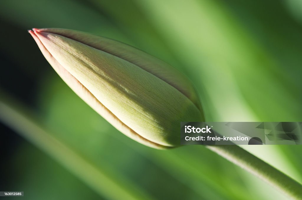 tulipano - Foto stock royalty-free di Chiuso