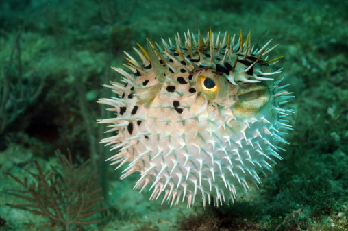 Zebrasoma flavescens - yellow tang - saltwater fish