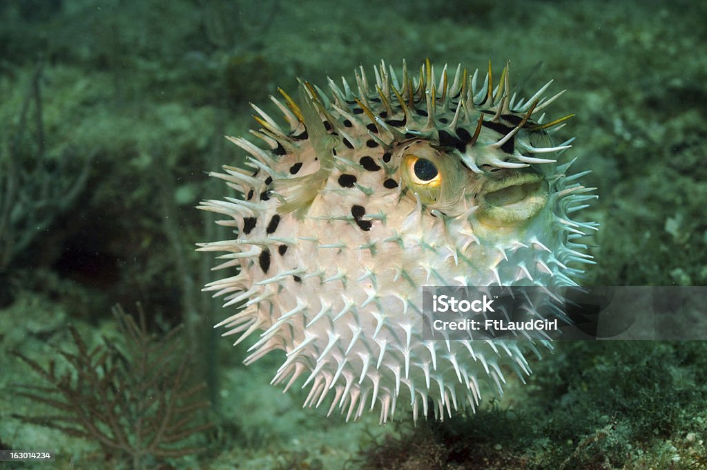 Blowfish or puffer fish in ocean Blowfish or puffer fish underwater in ocean Puffer Fish Stock Photo