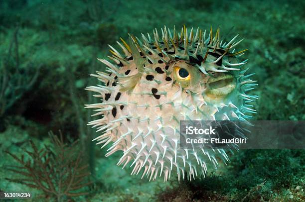 Blowfish Or Puffer Fish In Ocean Stock Photo - Download Image Now - Puffer Fish, Balloonfish, Poisonous