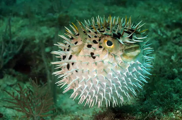 Photo of Blowfish or puffer fish in ocean