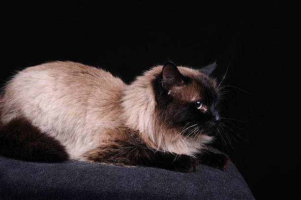 istock Birman breed of cat 163017148