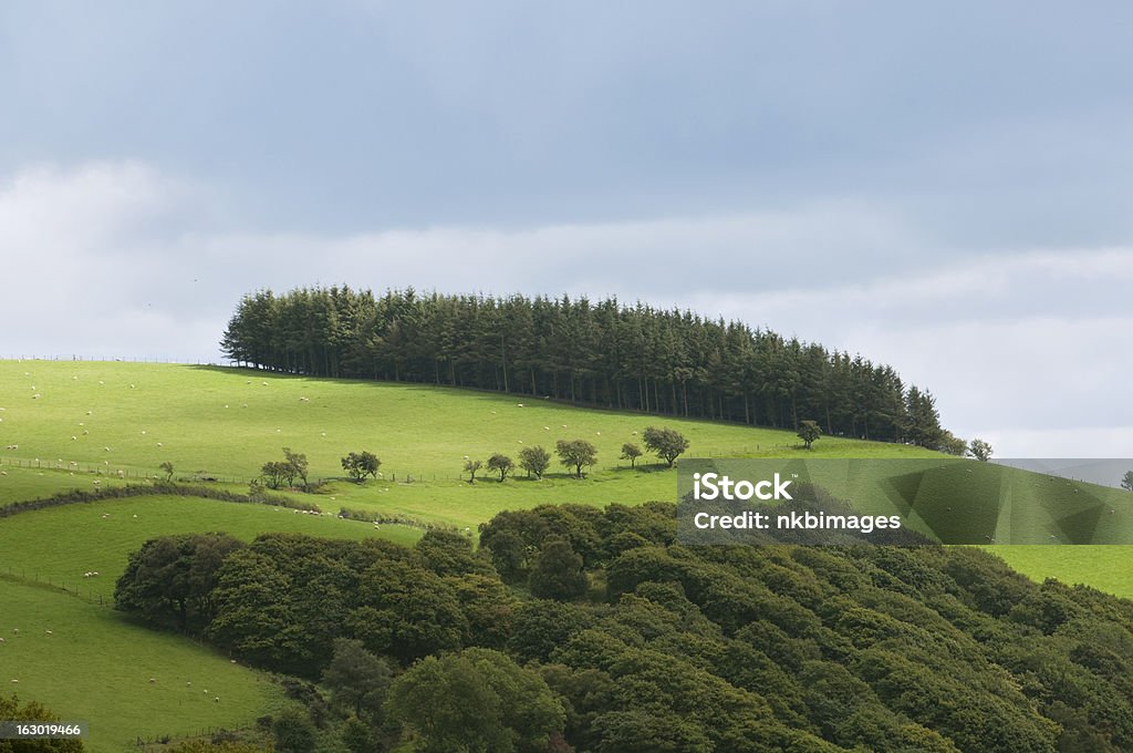 Pine trees on a hill in Wales Group of pine trees on a distant hill on a beautiful day in Wales. More images from Wales: Color Image Stock Photo