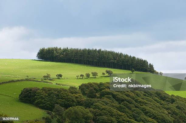 Pine Trees On A Hill In Wales Stock Photo - Download Image Now - Color Image, Day, Green Color