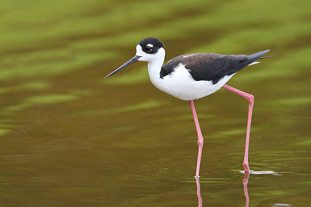 istock Black-necked Stilt - Everglades National Park 163020841